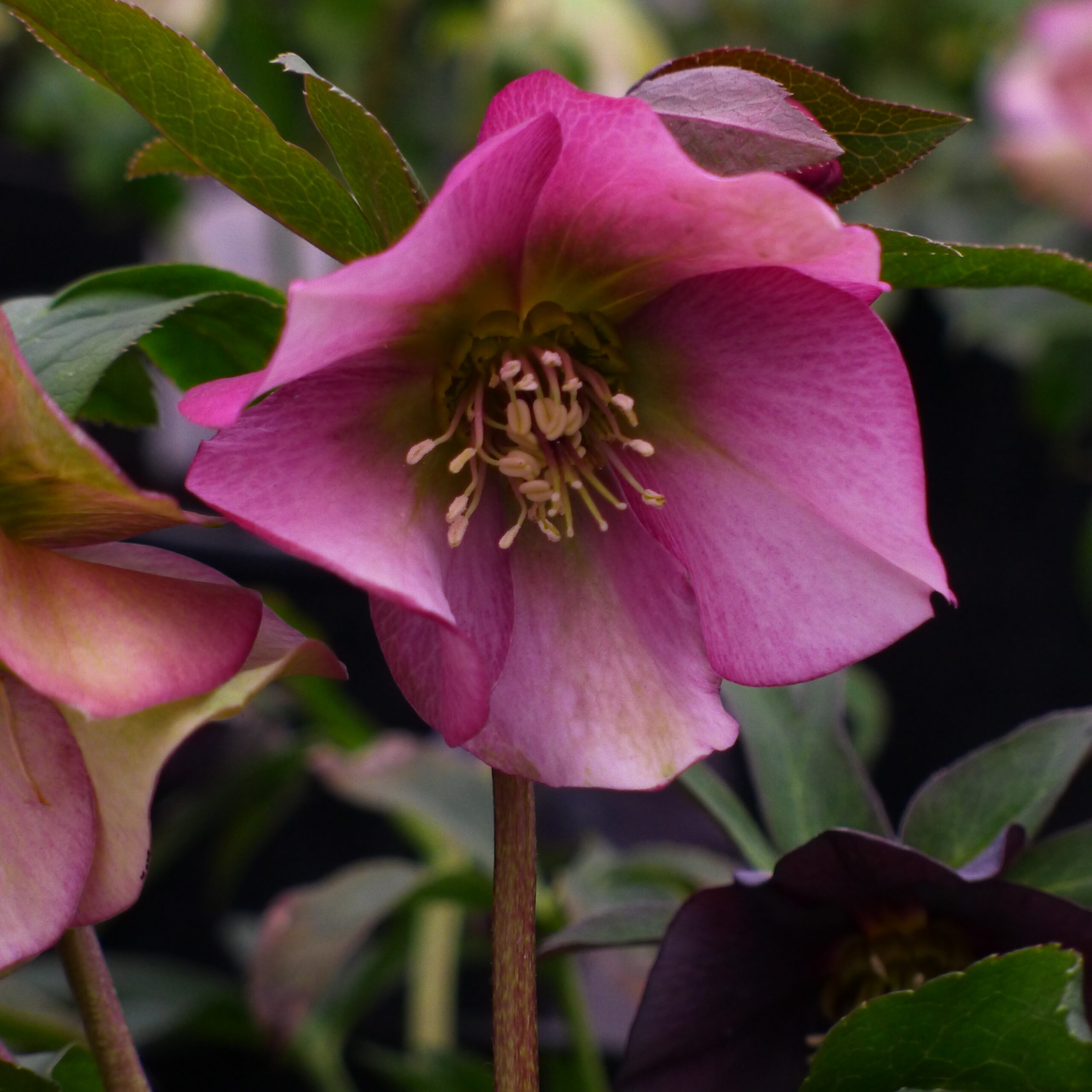 Helleborus-orientalis-