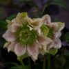 hellebores at Downside Nursery