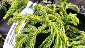 conifers at Downside