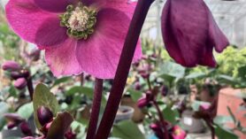 Primulas Hellebores Violas at Downside