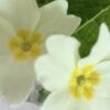 primroses at Downside