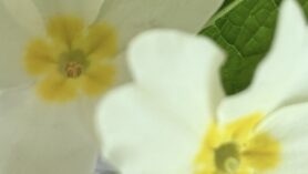 primroses at Downside